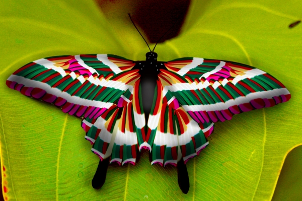 Creation of Colorful butterfly....: Step 18